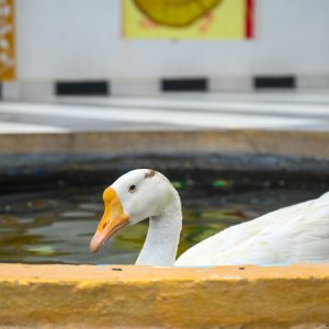 Dhanwa Resort wedding booking